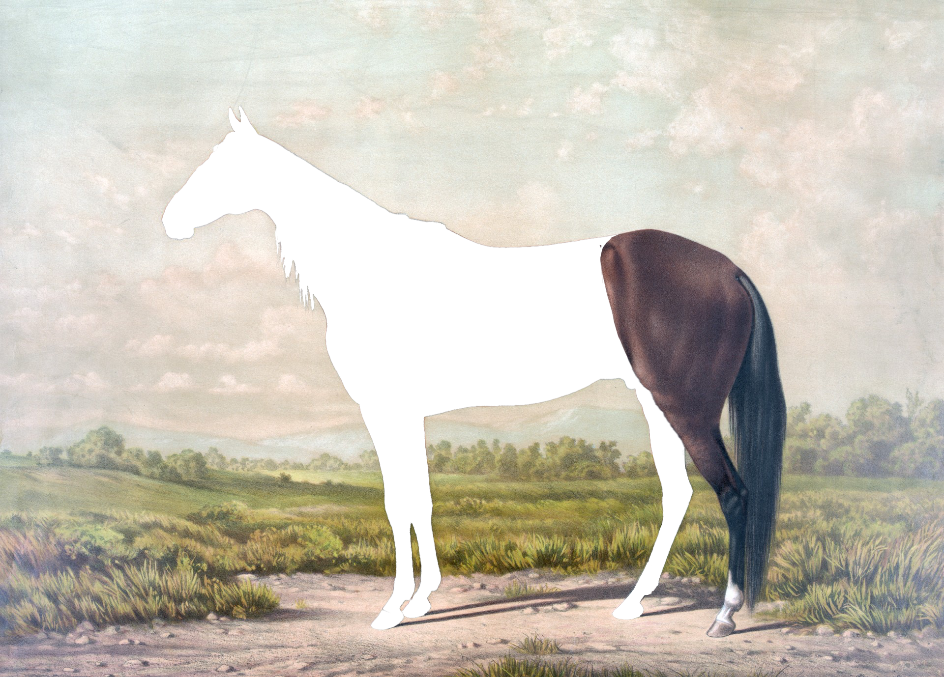 sajak horseman