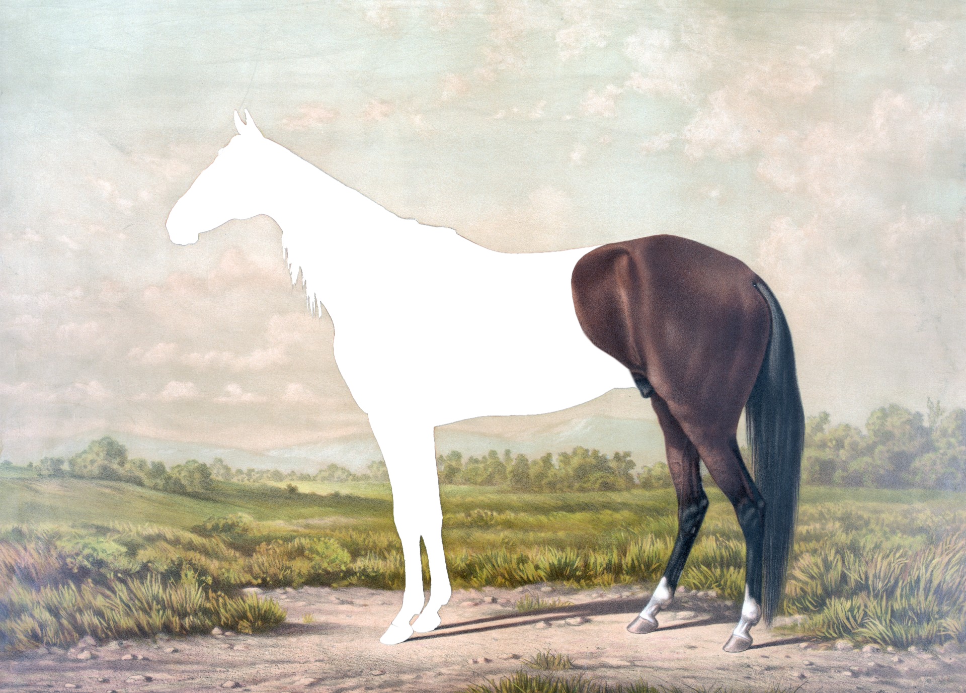 sajak horseman