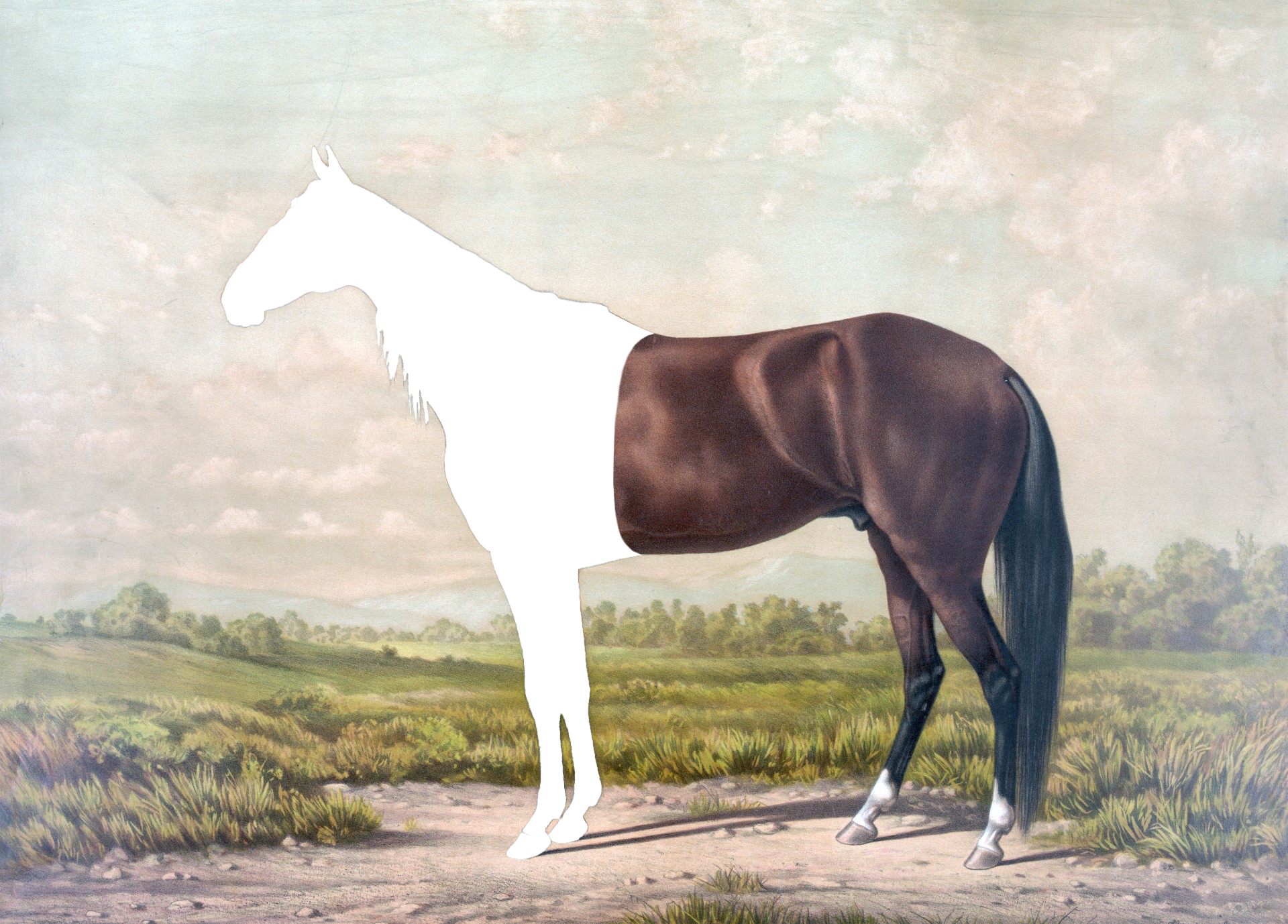 sajak horseman