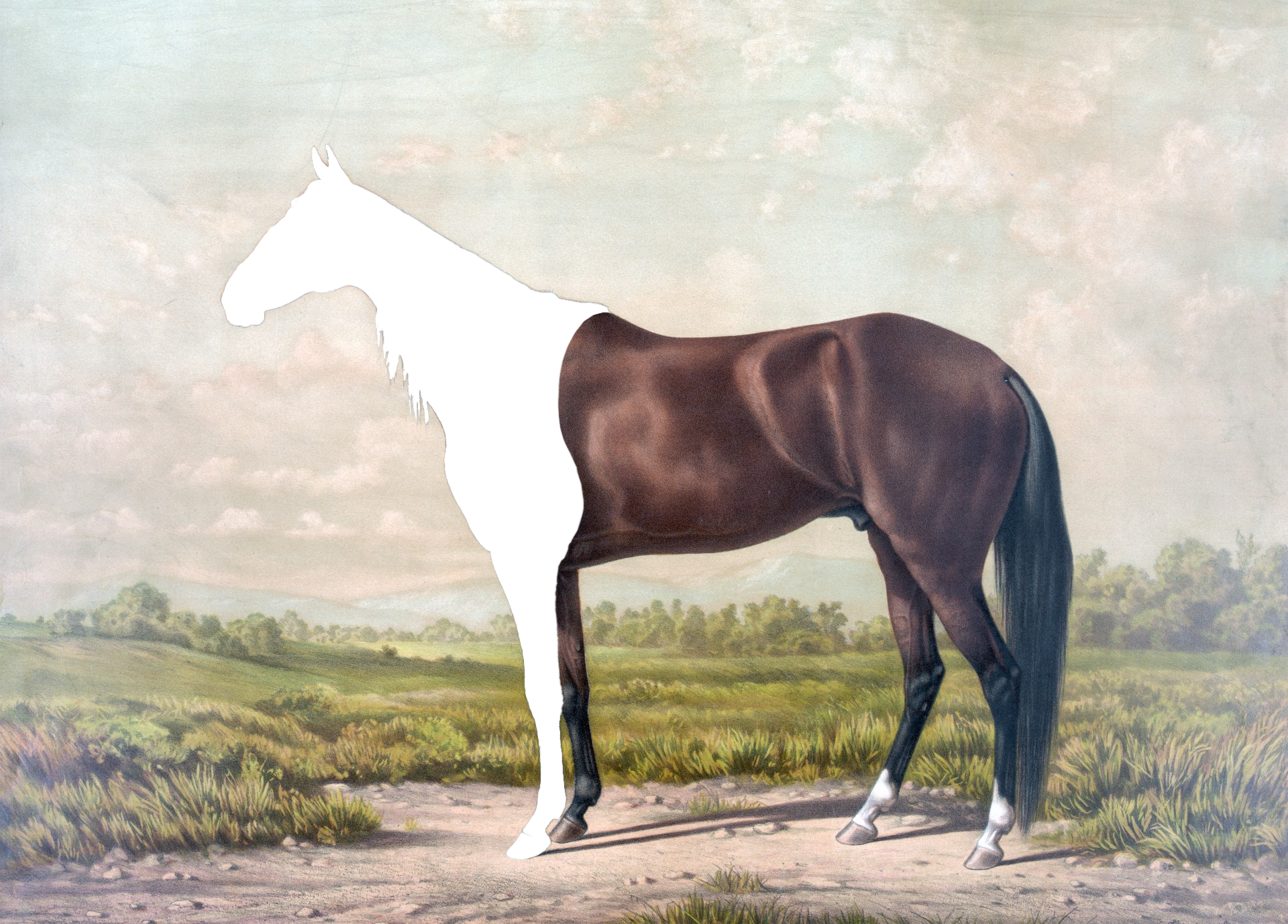 sajak horseman