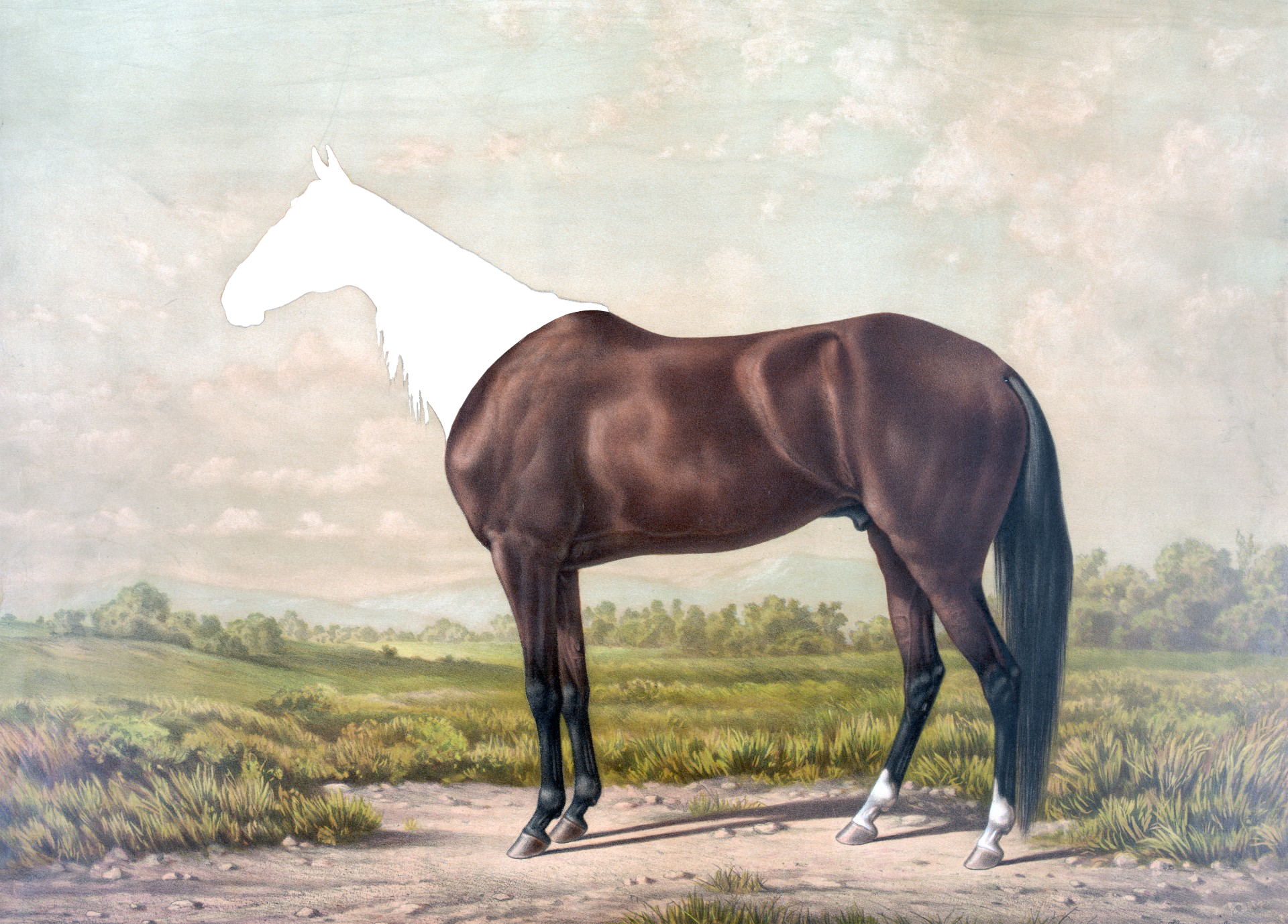 sajak horseman