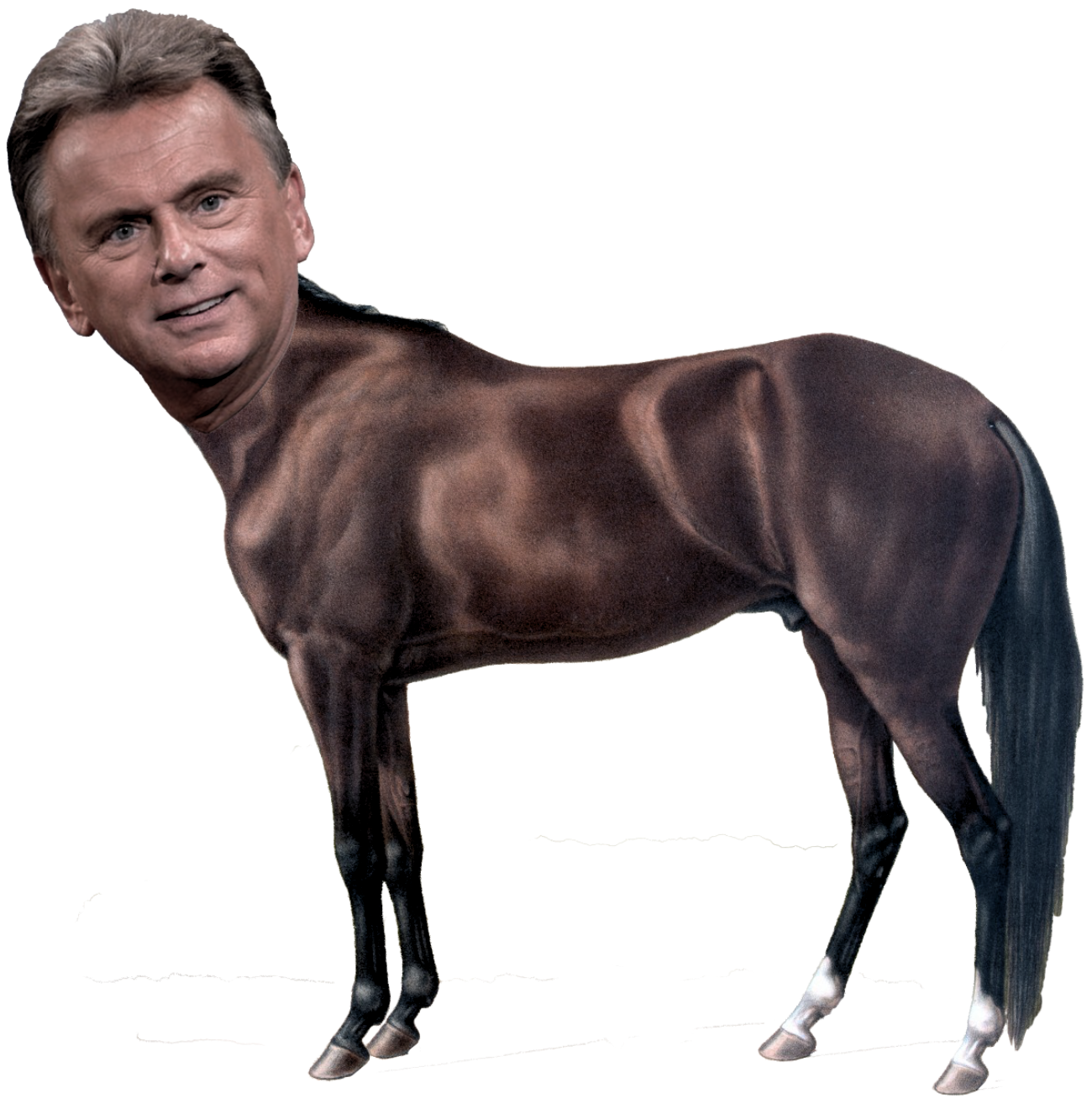 sajak